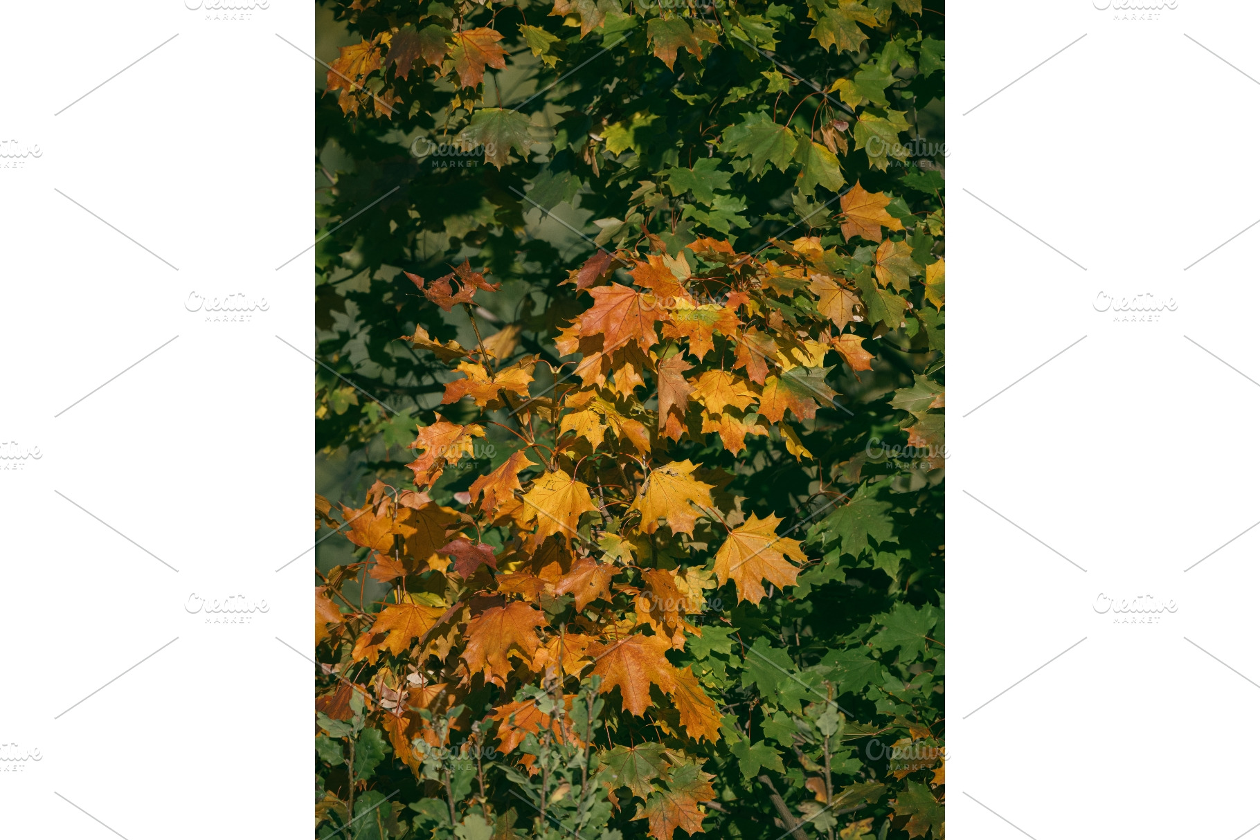Vertical autumn background with, a Nature Photo by Fascinadora