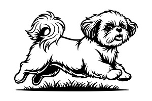 Cute Shih Tzu dog running. Pet., an Animal Illustration by yod67
