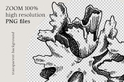 Medicinal Mushrooms & Plants Set, a Healthcare Illustration by Yevheniia (Thumbnail 11 of 12)