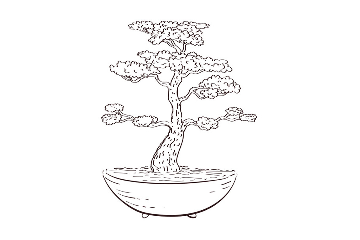 Bonsai Tree Drawing Black and White, an Illustration by patrimonio