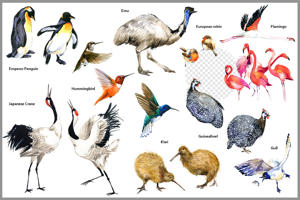 Watercolor Birds collection PNG, an Animal Illustration by FineArt (Photo 3 of 7)