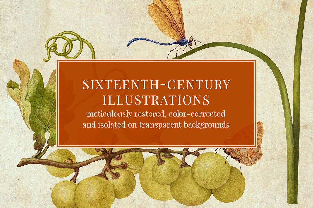 80 Vintage Nature Illustrations, an Object Graphic by The Object Atlas (Photo 2 of 11)