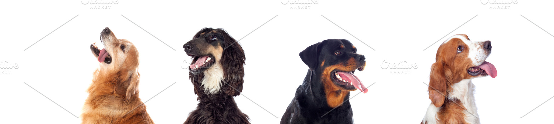 Differents dogs looking at camera containing many, breed, and animal, an Animal Photo by José Manuel Gelpi