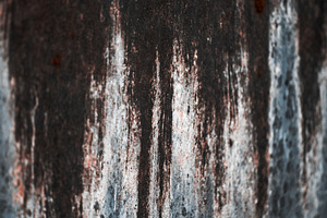 Small Insect On Dark Wall, an Animal Photo by SkyNext