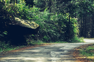 Road To The Jungle