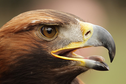 Golden eagle aquila chrysaetos containing golden eagle, eagle, and bird of