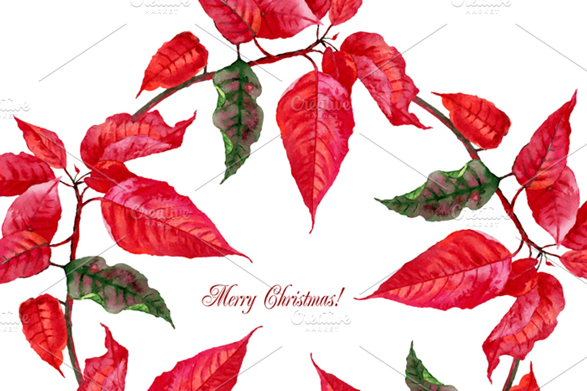 Christmas Poinsettia, a Decorative Illustration by Nataliapiache (Photo 5 of 5)