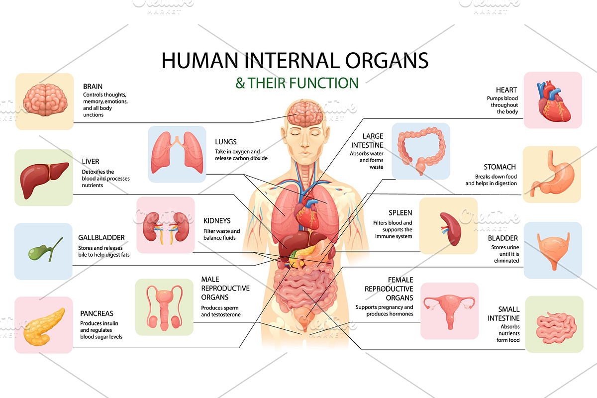 Human Internal Organs, a Healthcare Illustration by alexdndz (Photo 2 of 3)