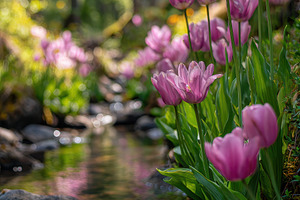 Pink Tulips by a Forest Stream Tranq, a Photo by Pixeness Studio