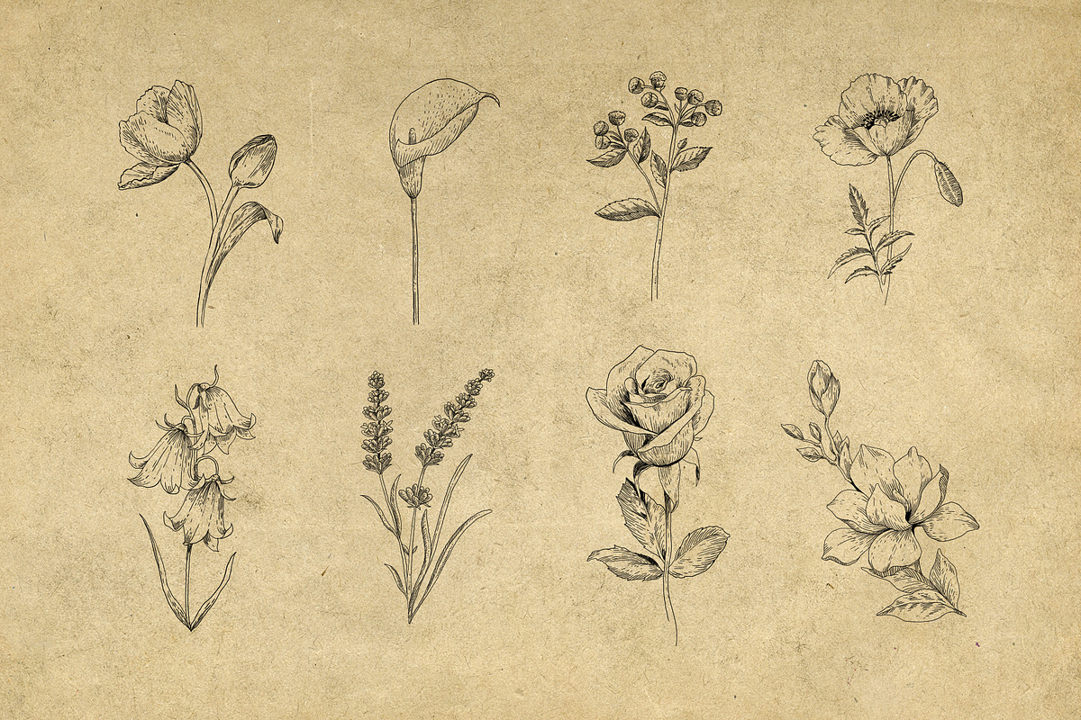 40 Vintage Floral Illustrations, an Illustration by Hatch Design Workshop (Photo 6 of 15)