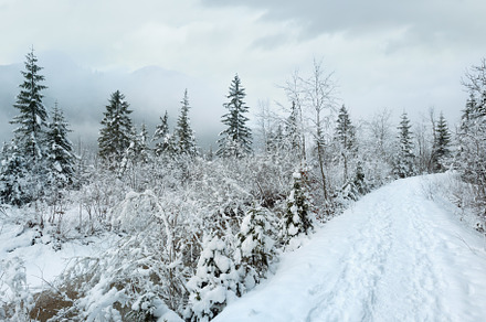 Small winter stream with snowy trees., a Nature Photo by YuriyB