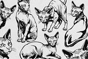 Sphynx Cat Illustration Pack, an Animal Illustration by Tekuni (Thumbnail 2 of 14)