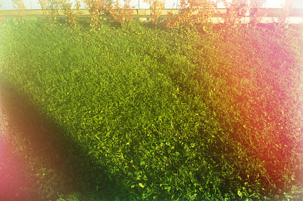 Light rays illuminating autumn lawn backdrop, a Nature Photo by RETROWAVE '88