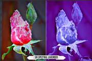 Solarized IR Inspired profiles LUTs, a Plug-in Add-On by Raztrend (Thumbnail 8 of 30)