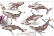 Whales Sketch Illustrations, an Animal Illustration by alexrockheart (Thumbnail 3 of 5)
