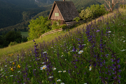 Flowers on the meadow in the mountains, a Nature Photo by Dreamy Pixel