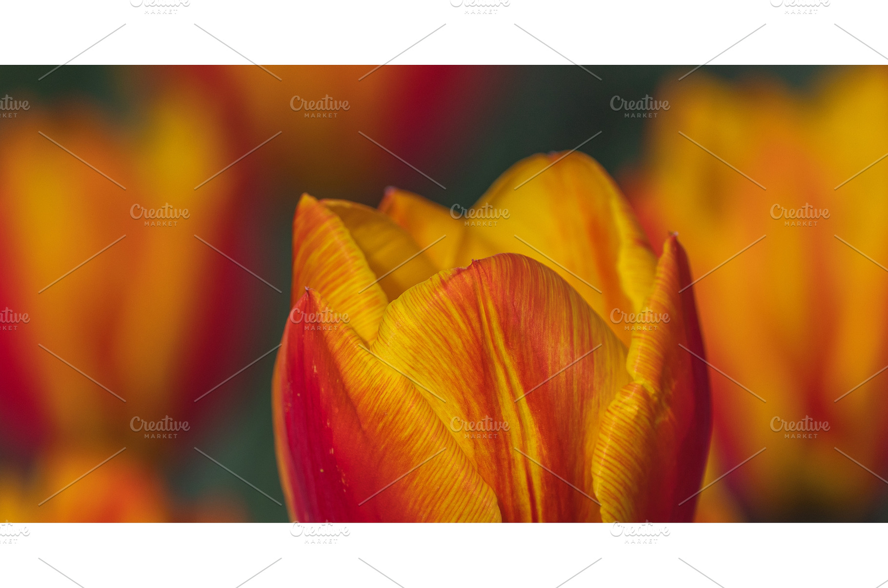 Bicolored red and yellow tulips in, a Nature Photo by Lukas Jonaitis SHOP