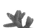 Seaweed, an Environmental 3D Model by AndrewWhite (Thumbnail 7 of 9)