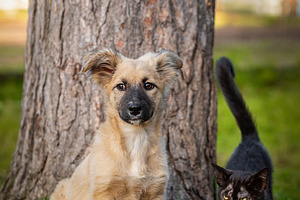 couple of friends a cat and a dog ru, an Animal Photo by AlexBush