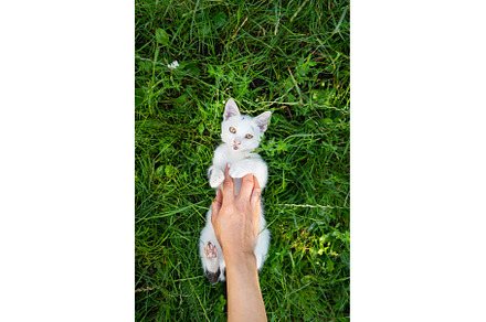 A white kitten lies in the green, an Animal Photo by Artsaba Family