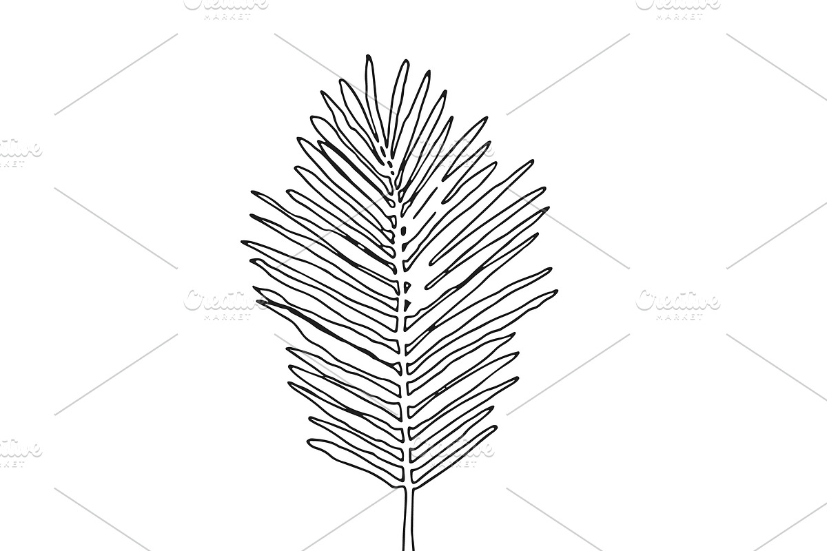 Palm Leaves svg, Botanical png, a Decorative Illustration by Watercolor_Vector Graphic (Photo 16 of 25)