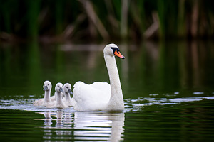 A graceful white swan leads a line of fluffy grey cygnets across, an Animal Photo by Byrdyak