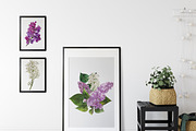 Lilac. Floral watercolor clipart, an Object Graphic by JSolomatina (Thumbnail 4 of 5)