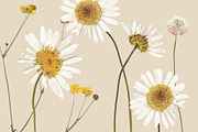 Herbarium Elements 17 PNG, a Nature Photo by Lembrik's Artworks (Thumbnail 2 of 6)