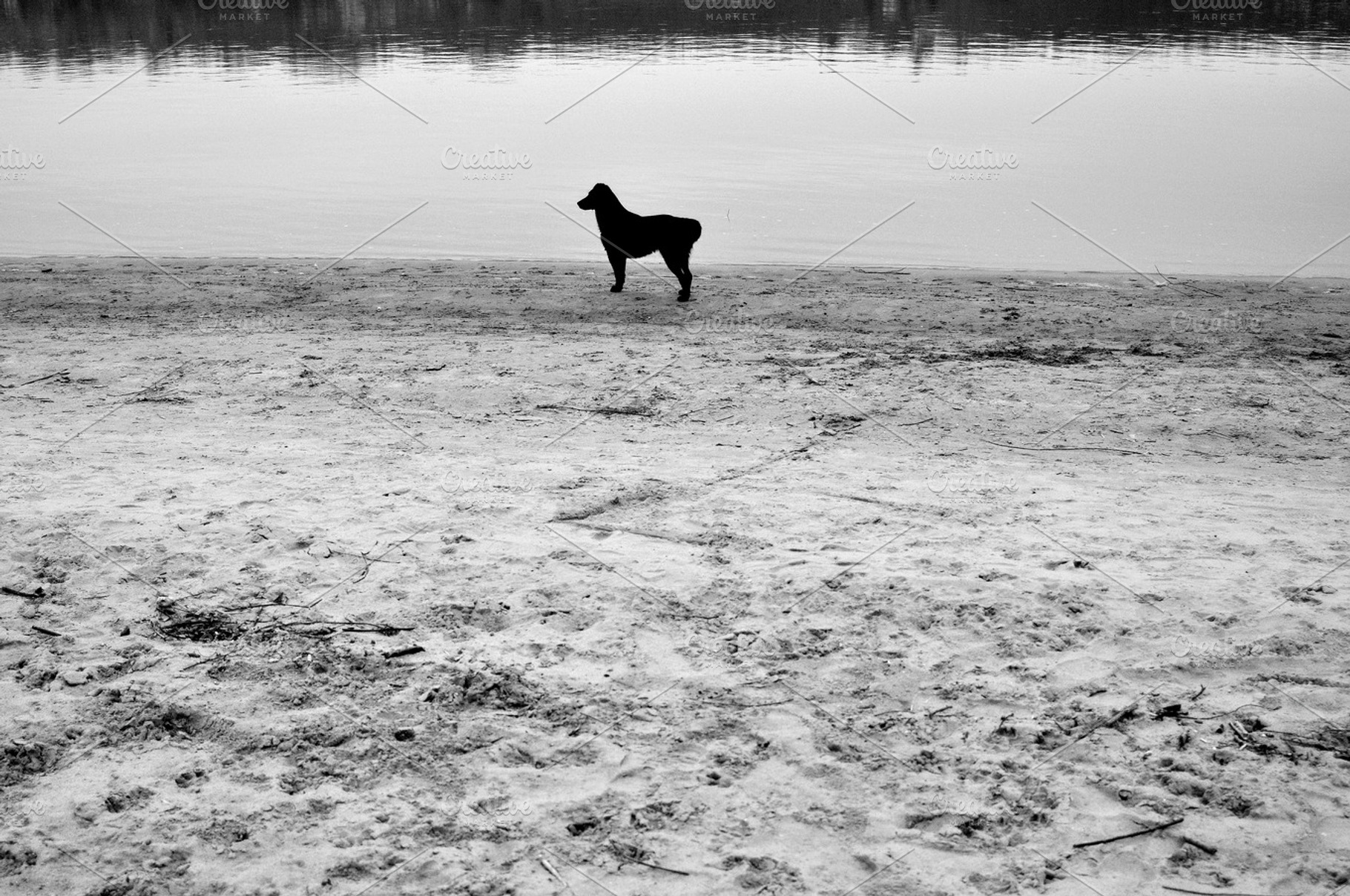 Black dog at the beach, an Animal Photo by MashaCvijanovic