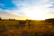 Cow Stock Bundle, an Animal Photo by r.r.palacios (Thumbnail 5 of 14)