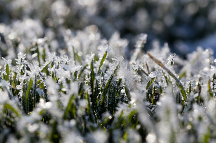 grass covered with white cold frost in the winter season, a Nature Photo by MyPhotos