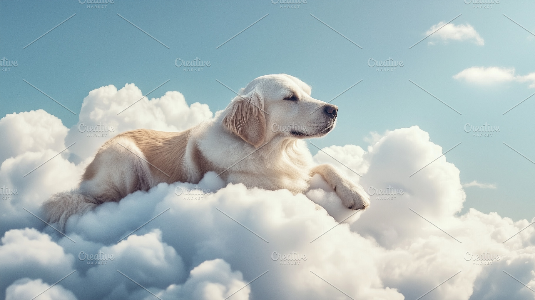 Labrador dog relaxing on a cloud, an Animal Photo by MistyDay
