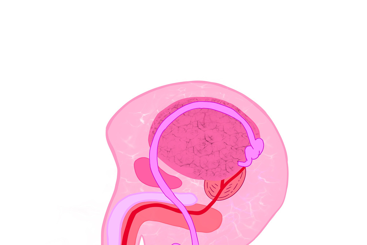 Biology & Anatomy goodnotes stickers, an Education Illustration by Noorist (Photo 3 of 32)