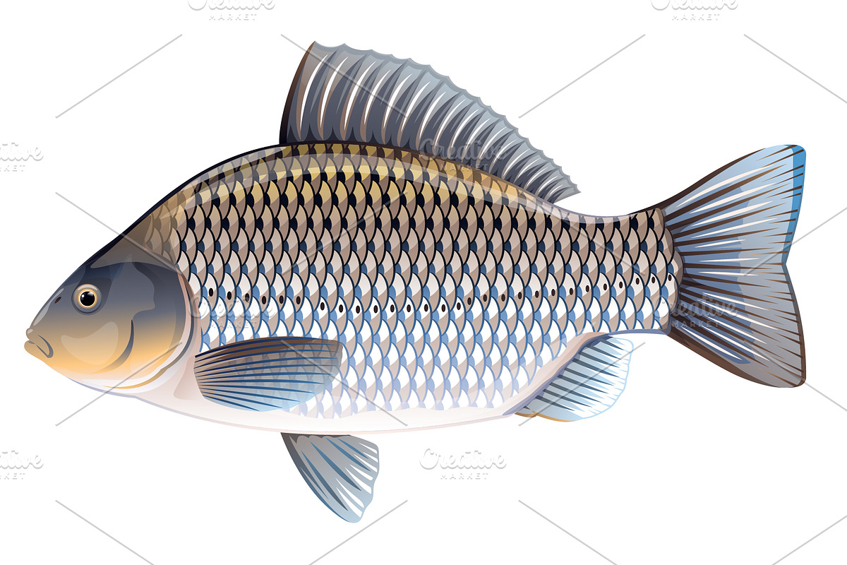 Crucian carp set, an Animal Illustration by Oceloti (Photo 3 of 3)
