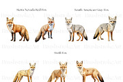 Fox Illustration Clipart, Arctic Fox, an Animal Illustration by BrushstrokeArtGB (Thumbnail 6 of 9)