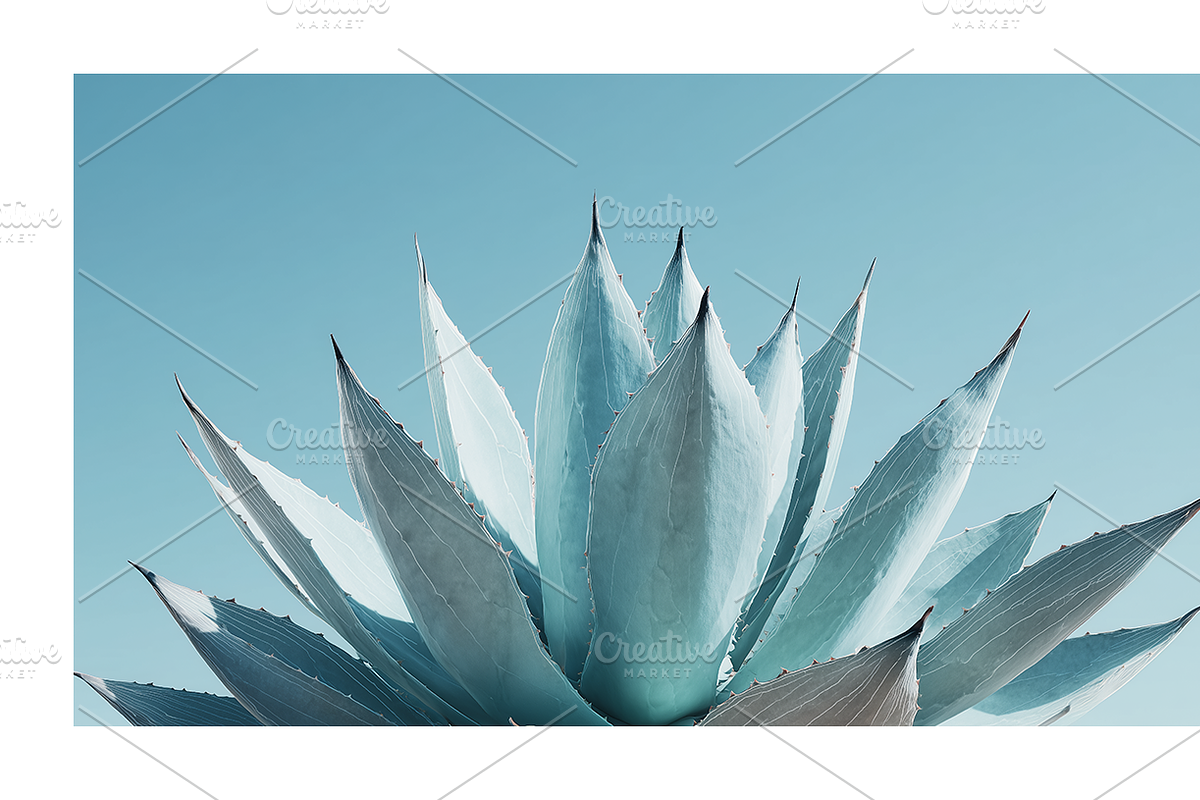 Arid Co · Desert Plantscape, a Texture Illustration by milatovar (Photo 6 of 20)