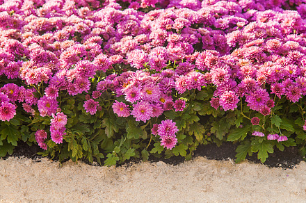 background of fresh pink chrysanthemums and grass, a Nature Photo by TanaCh