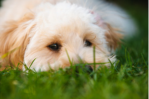 Close-up of Maltipoo Puppy Face, an Animal Photo by MadPhotos