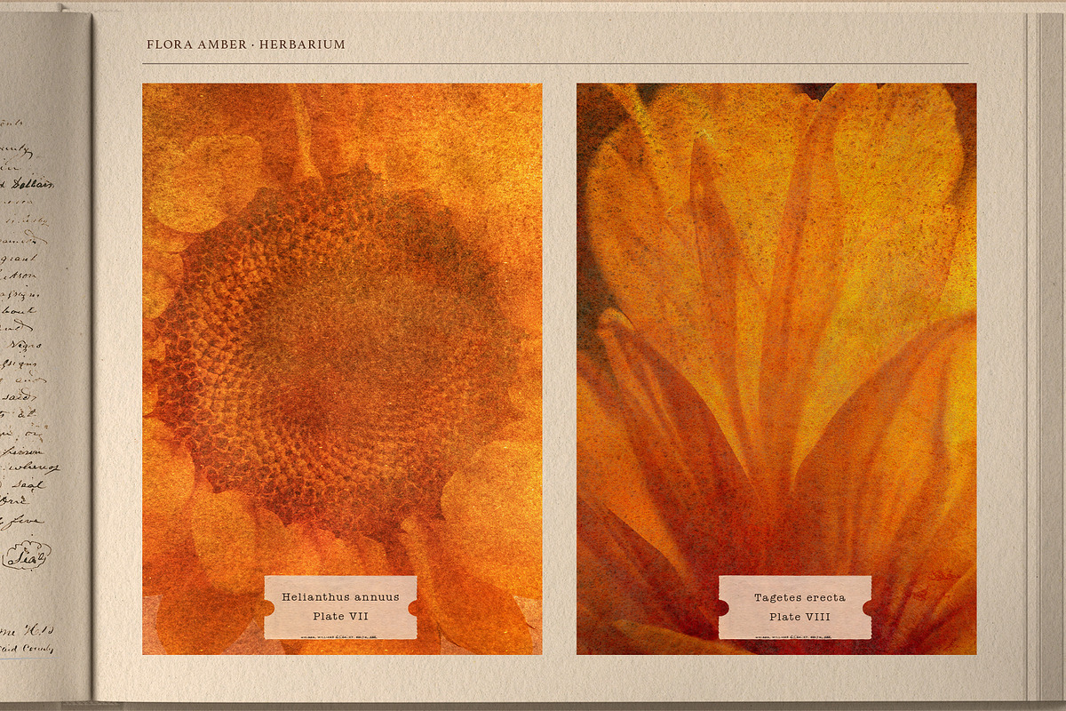 FloraAmber · Botanical Backgrounds, a Background Graphic by alonahaidash (Photo 12 of 16)