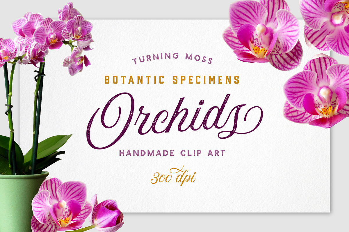 Realistic Orchid Flowers - Isolated, an Object Graphic by Turning Moss (Photo 1 of 6)