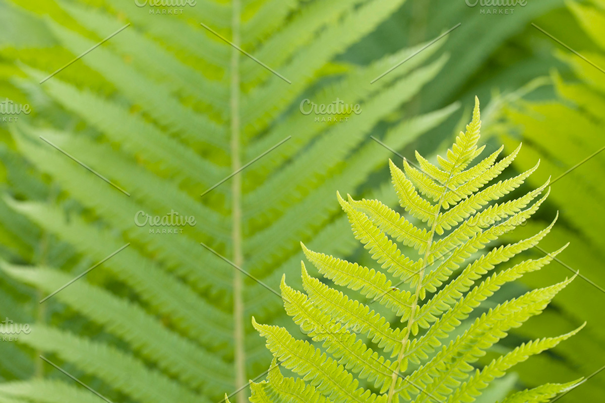 Closeup curled fern frond in spring stock photo containing fern and frond, a Nature Photo by Alexander62 (Photo 1 of 2)