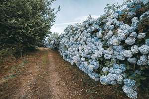 Path lined with blue hydrangeas, a Nature Photo by SkyNext
