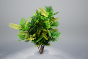 Pinanga coronata, an Environmental 3D Model by AndrewWhite (Thumbnail 13 of 25)