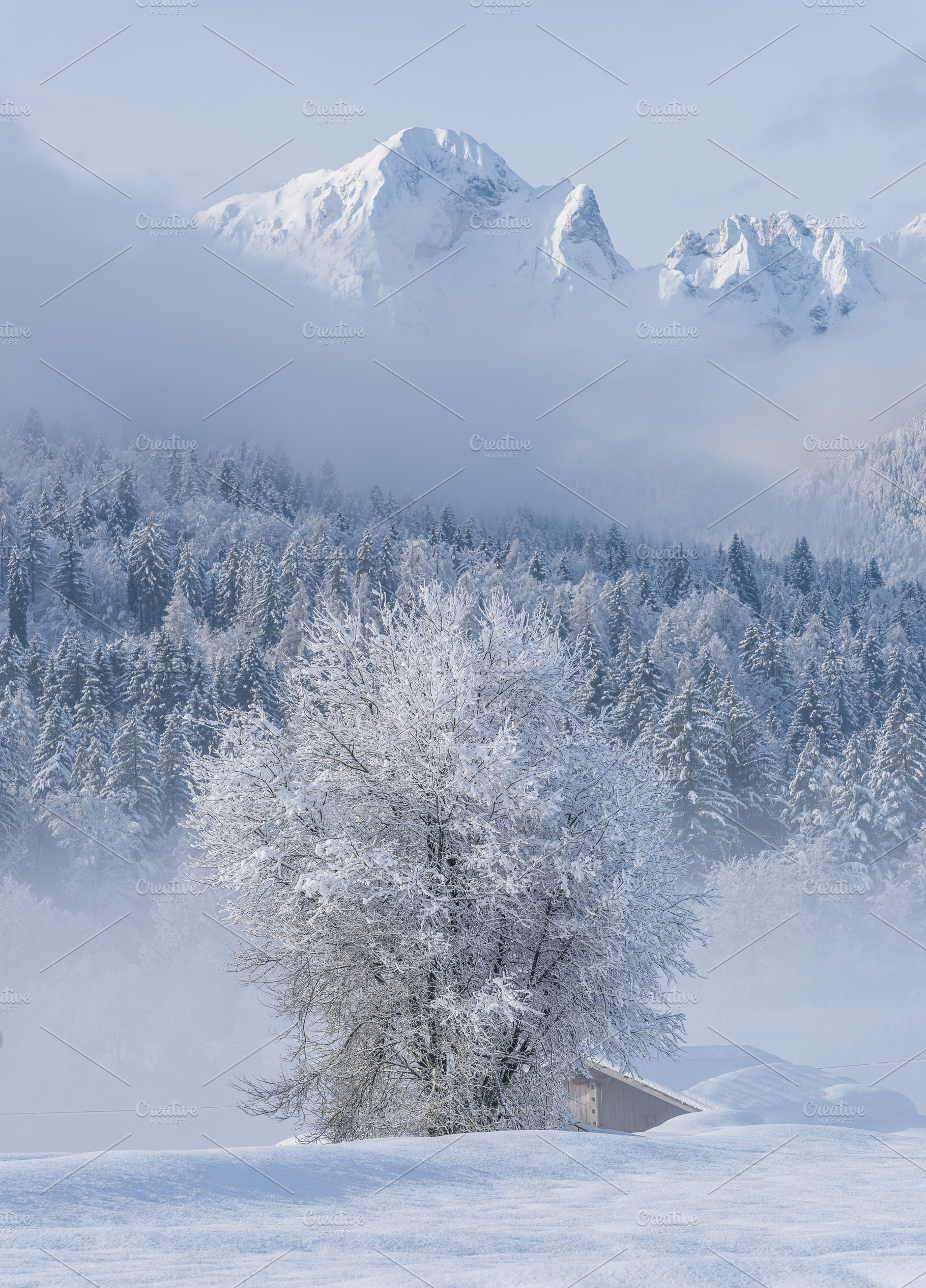 Winter morning in the forest and mountains, a Nature Photo by Dreamy Pixel