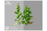 81 Farm Plants Photo Overlays, a Nature Photo by KenScape (Thumbnail 2 of 3)