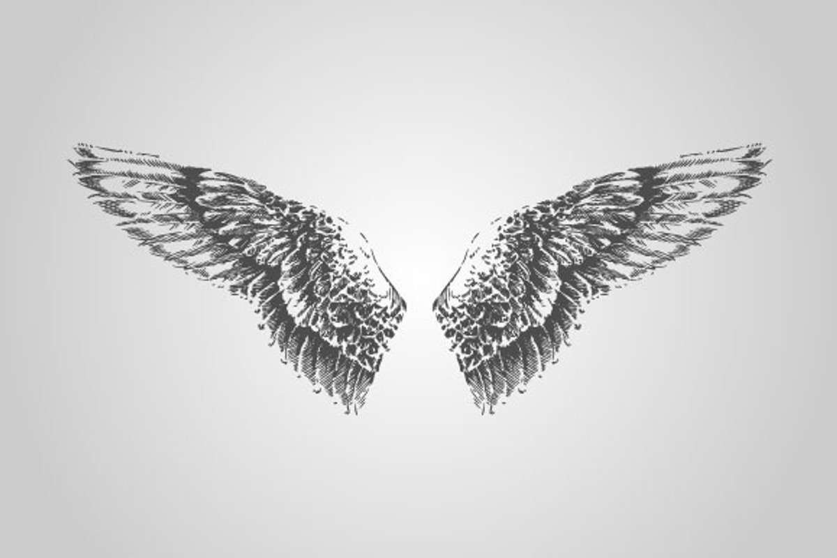 15 Wing Illustrations (Vector), an Animal Illustration by BIOWORKZ (Photo 3 of 5)