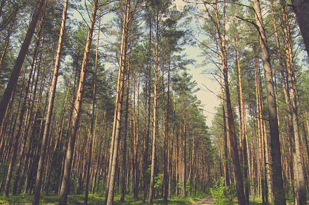 Path In The Forest Featuring Forest Path And Trees preview 5