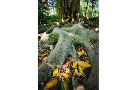 Ficus macrophylla trunk and roots, a Nature Photo by f9photos