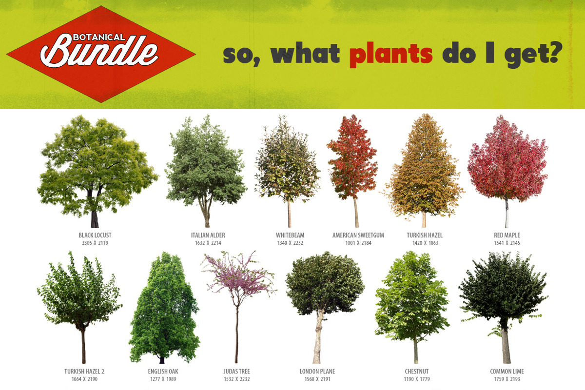 Botanical Bundle - 250 Plants *SALE*, an Object Graphic by envirographic (Photo 5 of 6)