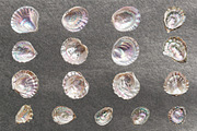 Seashells & Pearls PNG Collection, an Object Graphic by Olha Kostiuk (Thumbnail 4 of 5)